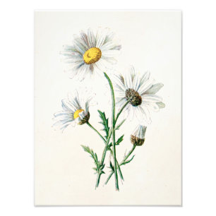 Foto Ilustração velha da flor selvagem das margaridas