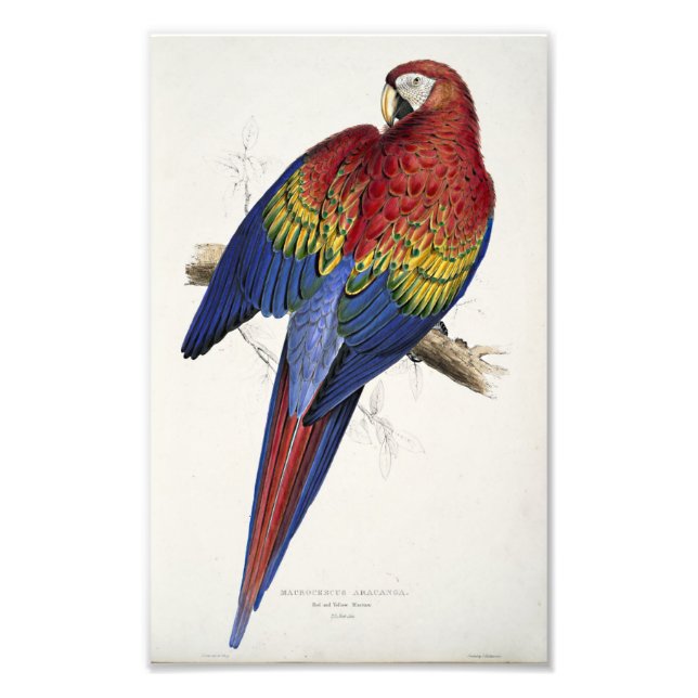 Foto Ilustração Vermelha E Amarela De Edward Lear Macaw (Frente)
