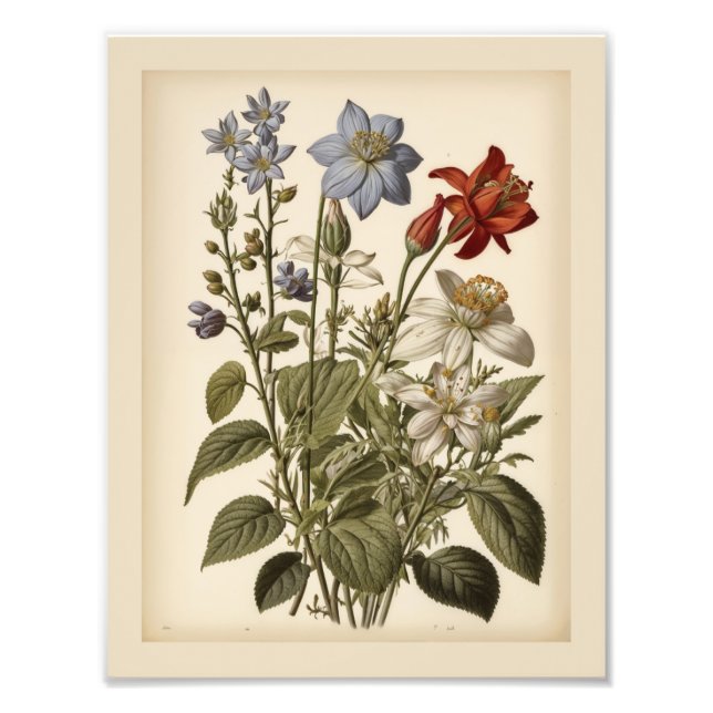 Foto Ilustração vintage de flores silvestres  (Frente)