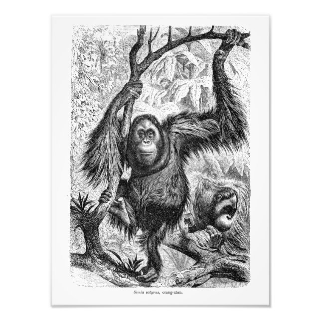 Foto Ilustração Vintage Orangutan - Macaco do século 18 (Frente)