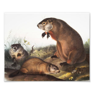 Foto Ilustração Woodchuck (Arctomys monax)