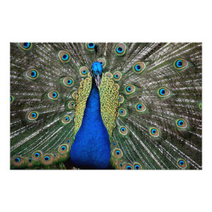 Foto Ímã Pavão Majestoso