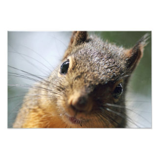 Foto Imagem de Esquilo Extreme Closeup
