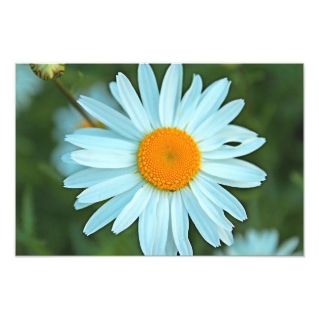 Foto imagem de lindas flores brancas de margarida. (Frente)