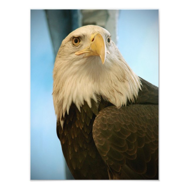 Foto Imagem de Pássaro (Frente)