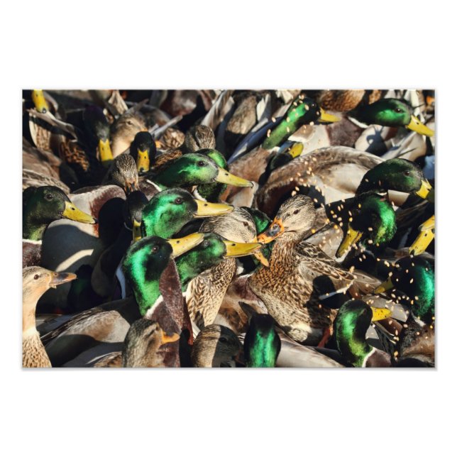 Foto Imagem de Patos em uma Multidão (Frente)