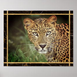 Foto Imagem de Poster de Leão-da-selva Closeup Fac