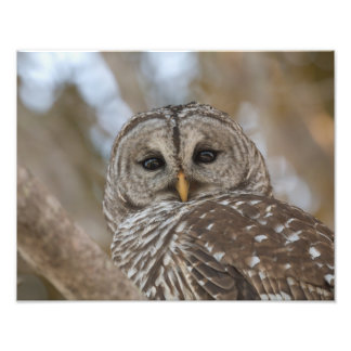 Foto Imagem de Wildlife de Barred Owl