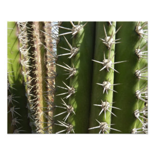 Foto Imagem natural do deserto Barrel Cactus II