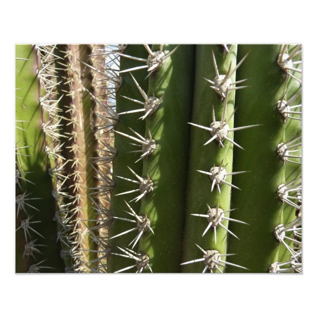 Foto Imagem natural do deserto Barrel Cactus II (Frente)