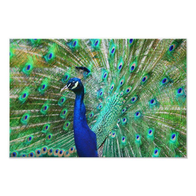 Foto Imagem Peacock Respiratória (Frente)