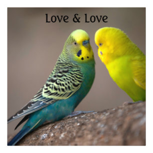 Foto Imagem personalizada de papagaio Amor texto Amplia