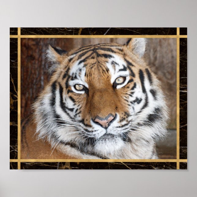 Foto Imagem Poster de Face de Tigre (Frente)