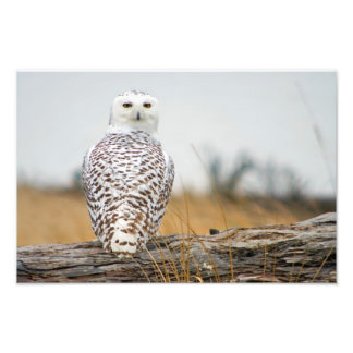 Foto Imigrante de Snowy Owl.