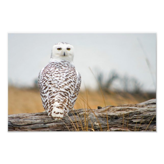Foto Imigrante de Snowy Owl. (Frente)