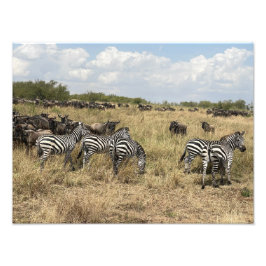 Foto Impressa de Zebra Africana