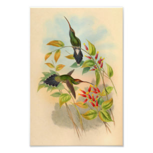Foto Impressão 1861 do colibri do eremita do vintage