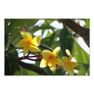 Foto Impressão amarelo tropical da flor