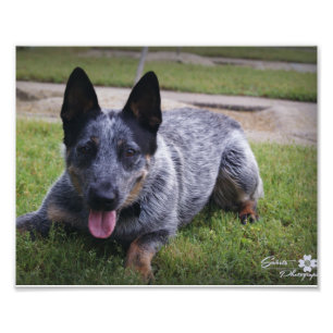 Foto Impressão azul 1 de Heeler