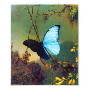 Foto Impressão azul da borboleta de Morpho