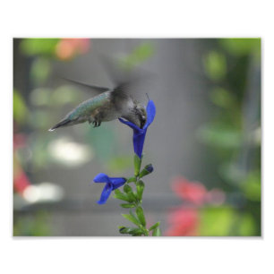 Foto Impressão azul da safira do salvia do pássaro do