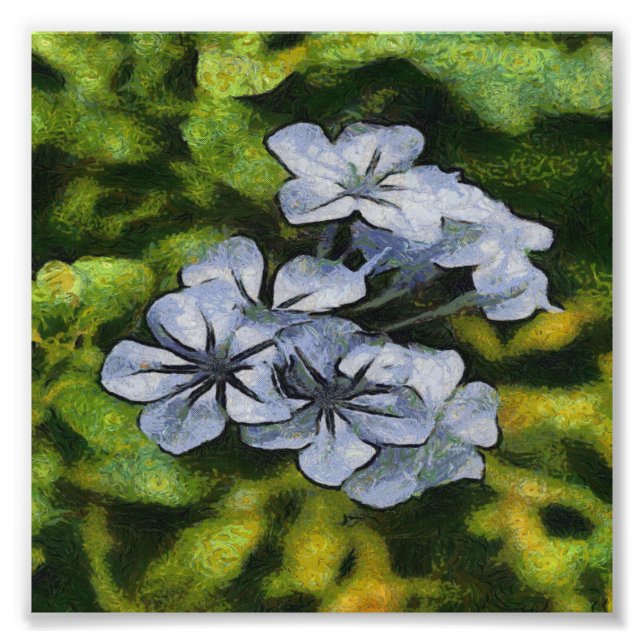 Foto Impressão Azul do Flor do Plumbago (Frente)
