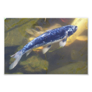Foto Impressão azul do koi