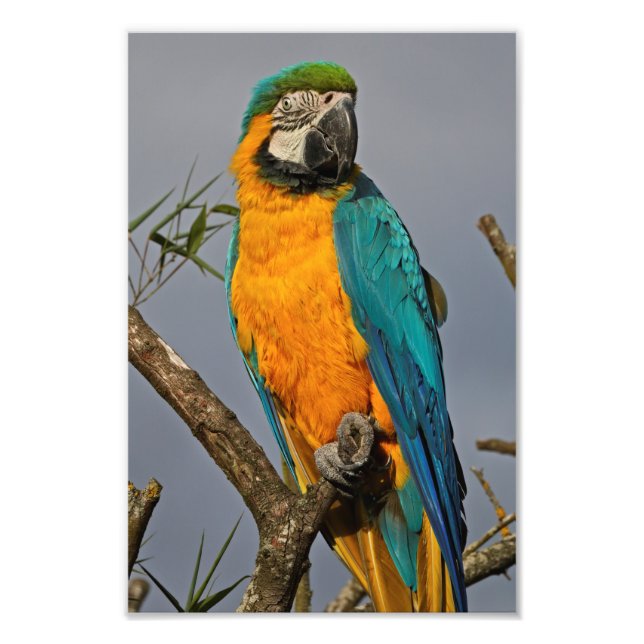 Foto Impressão Azul Dourada (Frente)