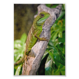 Foto Impressão chinês do dragão de água