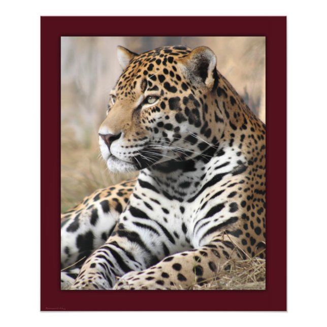Foto Impressão Clássico Jaguar - 20x24 - outros tamanho (Frente)