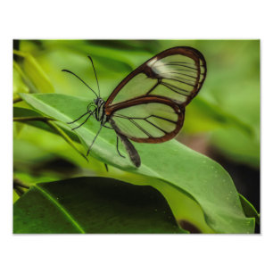 Foto Impressão da borboleta clara