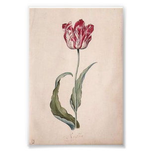 Foto Impressão da tulipa de Judith Leyster
