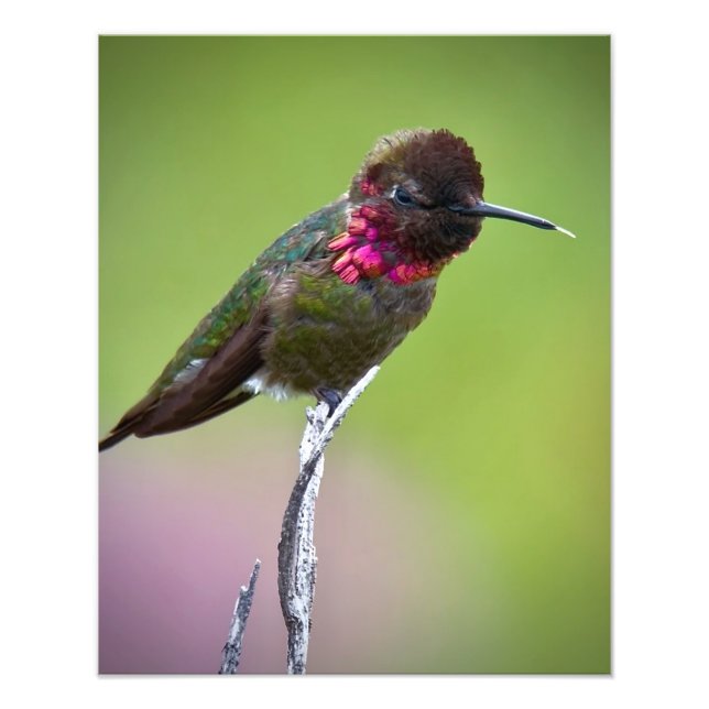 Foto Impressão de acrílico de Anna Hummingbird (Frente)