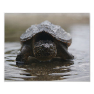 Foto Impressão de Alligator