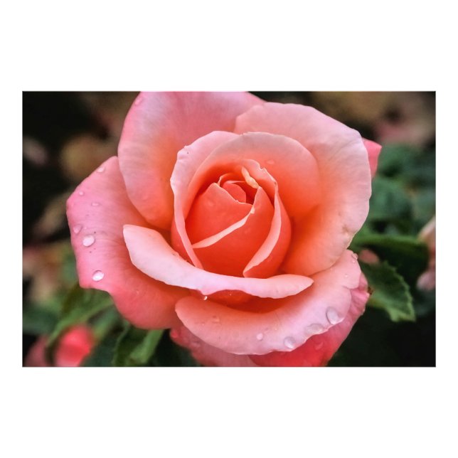 Foto Impressão de Arte Botânica Rosa Romântica (Frente)