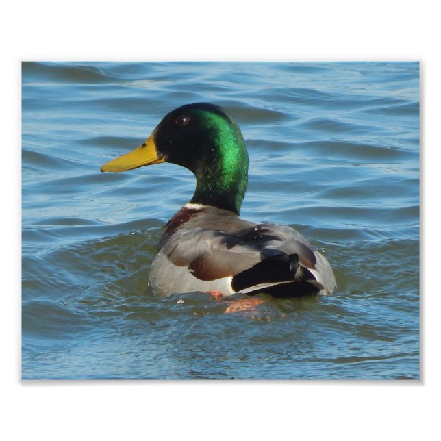 Foto Impressão de Arte: Mallard Duck (Frente)