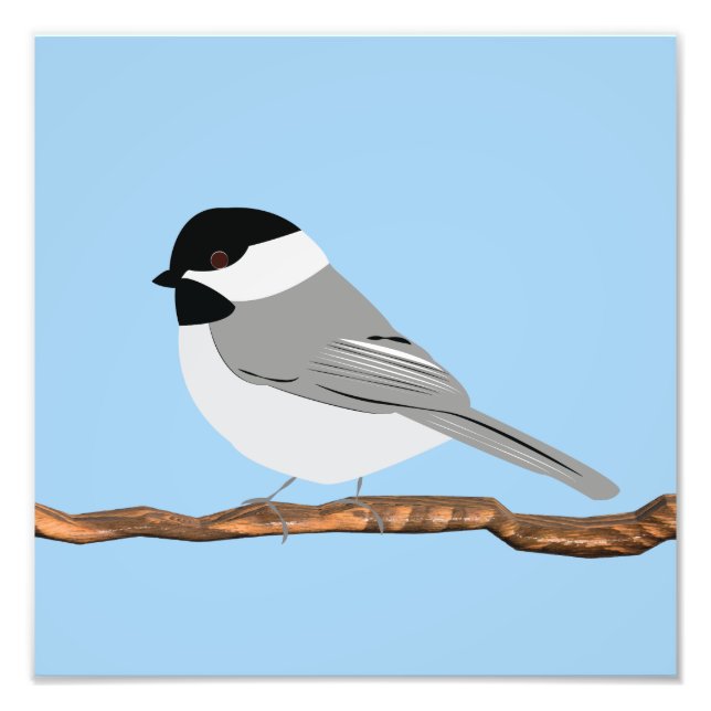 Foto Impressão de Chickadee de Capas Negras (Frente)