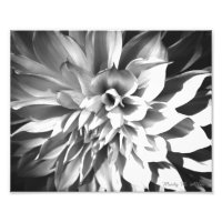 Impressão de Chrysanthemum Preto e Branco 8 x 10