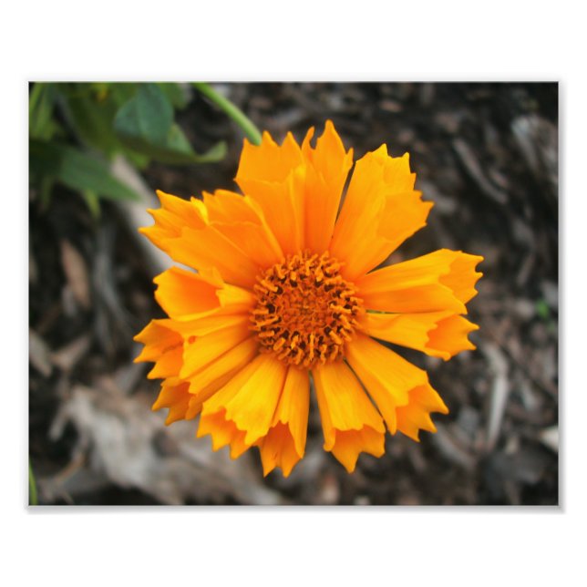 Foto Impressão de Flor Amarelo (Frente)