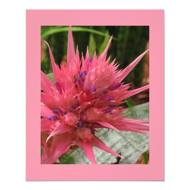 Foto Impressão de Flor Exótico (Frente)