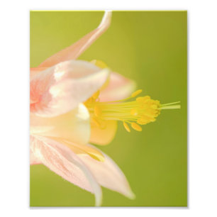 Foto Impressão de flor selvagem da Columbina Oriental