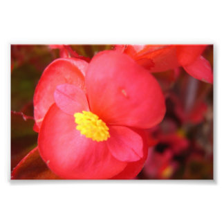 Foto Impressão de Flor Vermelho