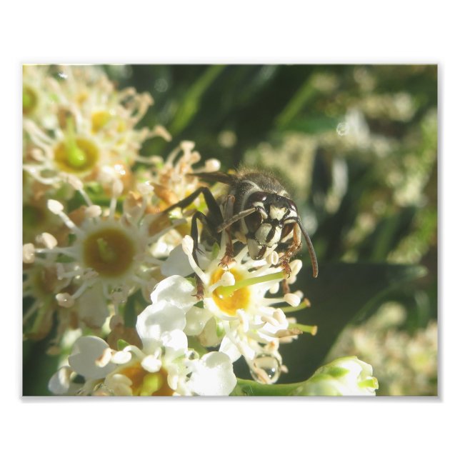 Foto Impressão de Hornet com face careca (Frente)