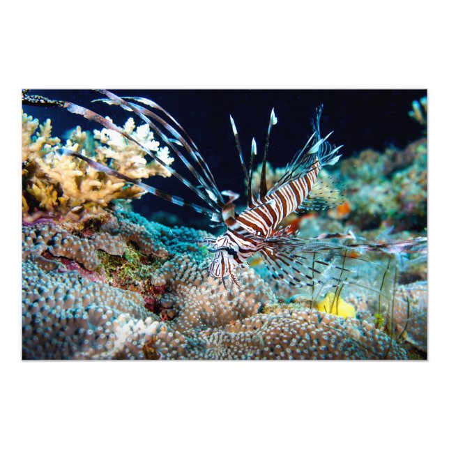 Foto Impressão de lionfish (Frente)