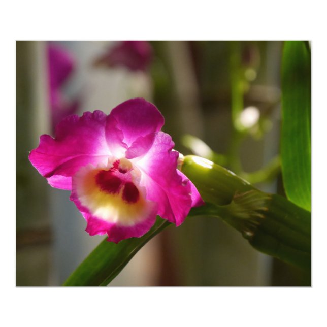 Foto Impressão de Orquídea Rosa Quente (Frente)