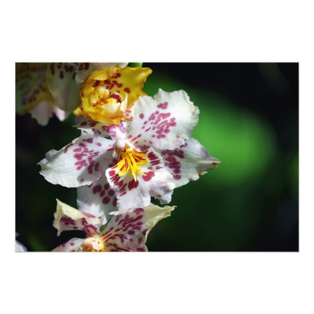 Foto Impressão de Orquídeas brancas e amarelas (Frente)