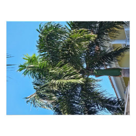 Foto Impressão de palmeira