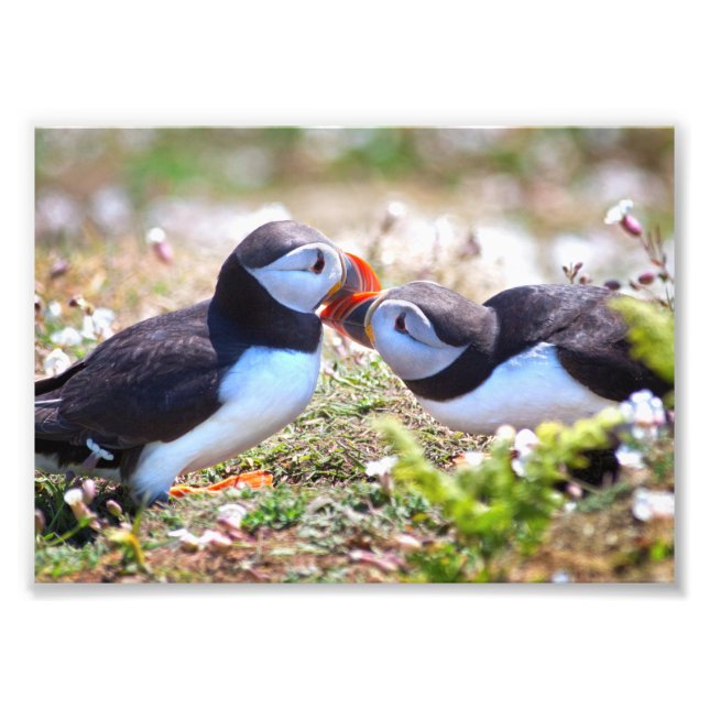 Foto Impressão de Papagaios-do-mar Beijando (Frente)