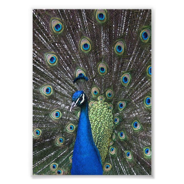 Foto Impressão de Pavão Pintado (Frente)