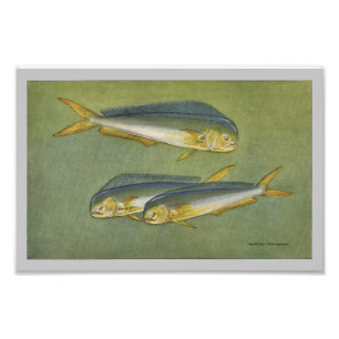 Foto Impressão de Peixe Dolphin